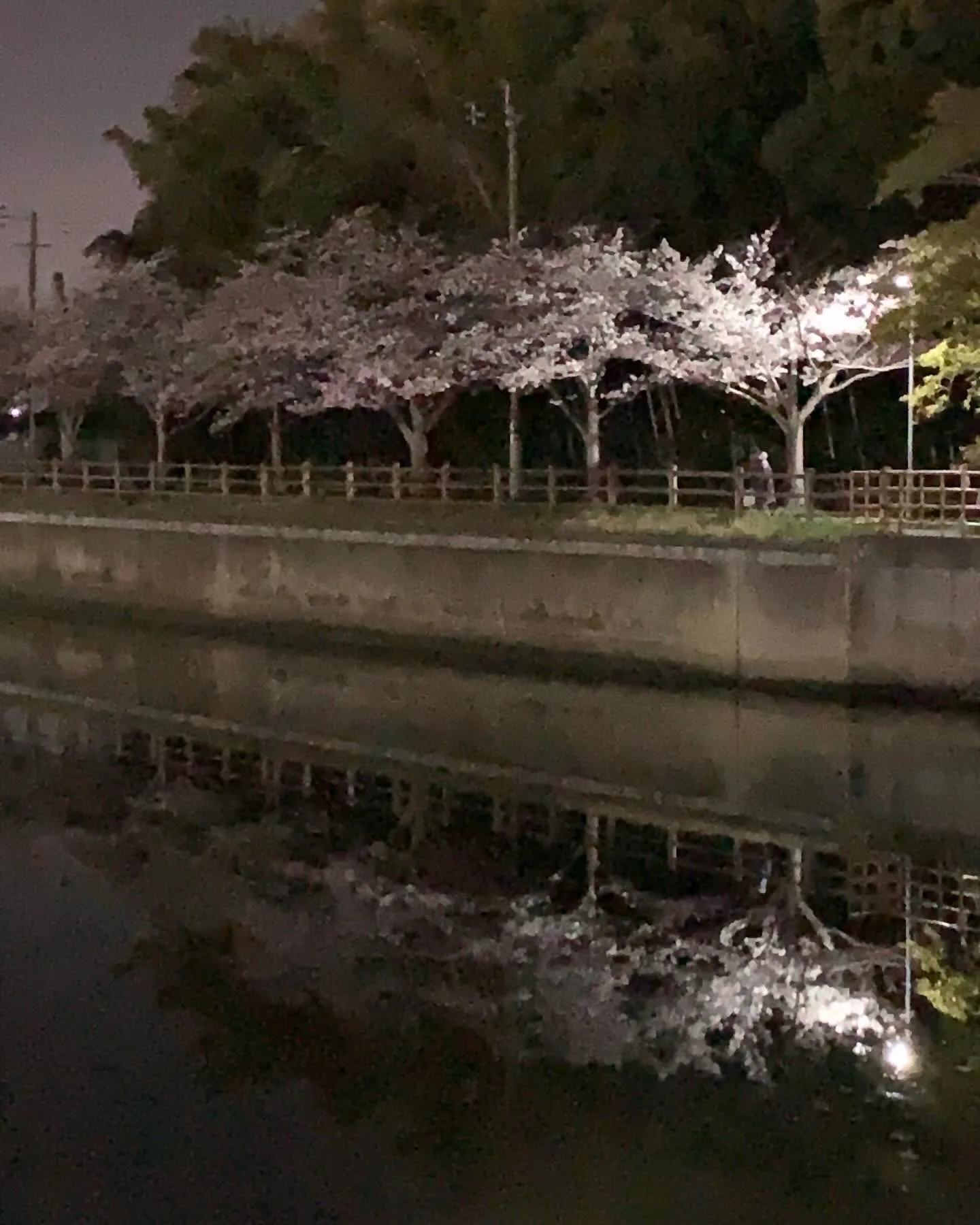 家族で夜桜