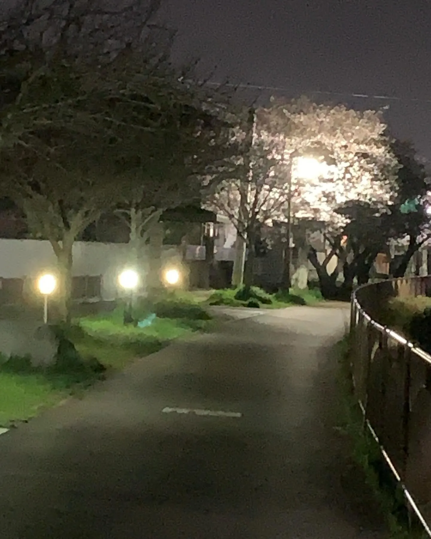 家族で夜桜